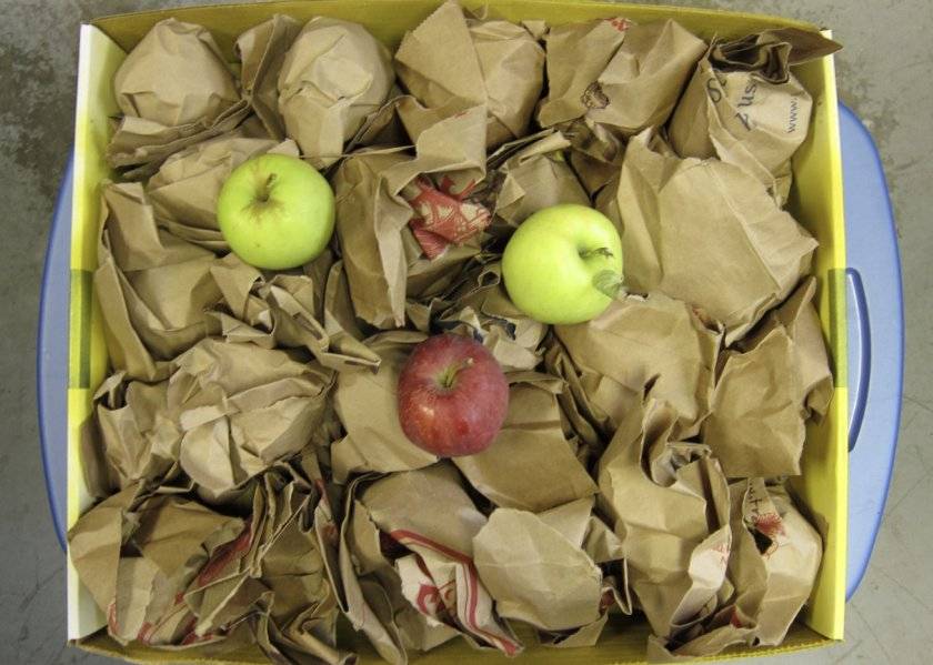 Способы хранения яблок зимой – как сохранить яблоки вплоть до нового сезона?
