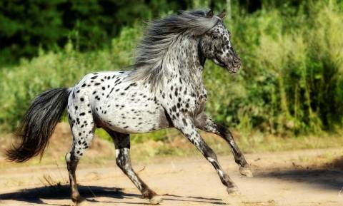 Виды и особенности диких лошадей