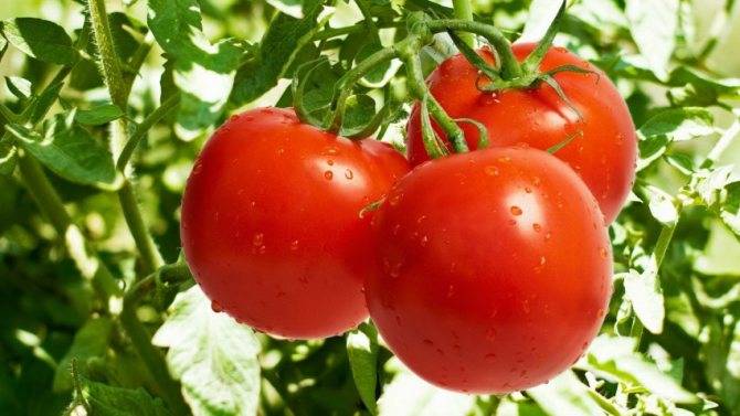Севооборот томатов или после чего можно сажать помидоры на следующий год?