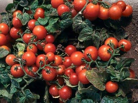 Советы «урожайного огорода татьяны», когда и как сеять томаты