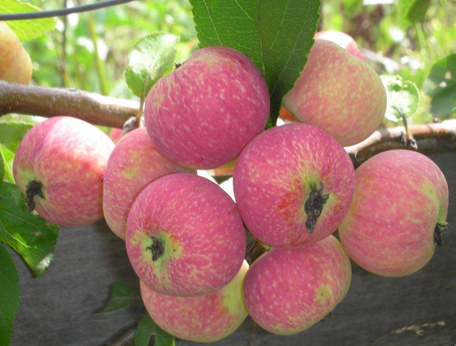 Выращивание яблонь в средней полосе россии: лучшие сорта и особенности агротехники