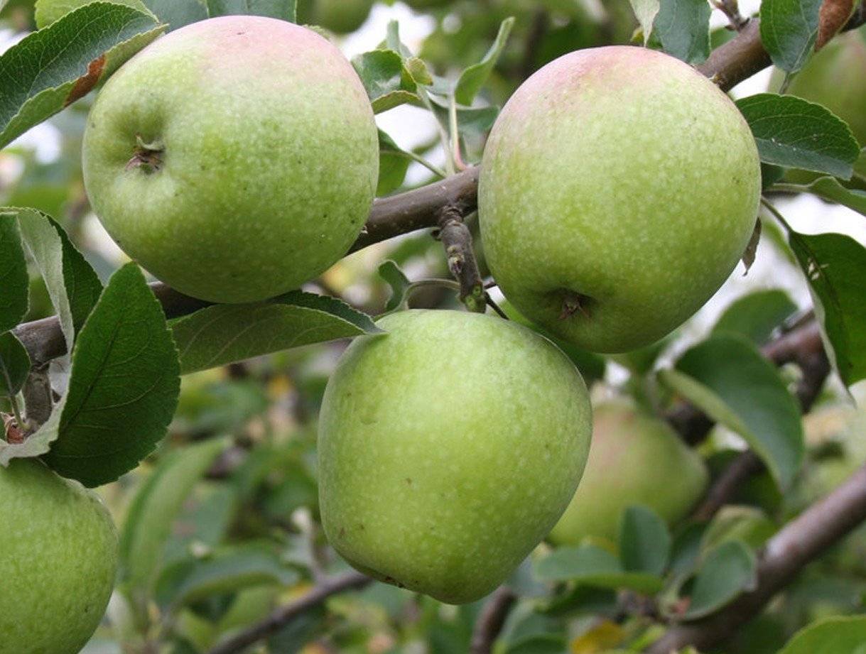 Яблоня имрус: особенности сорта и ухода