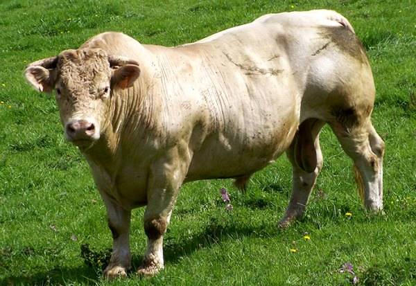Порода шевроле коровы