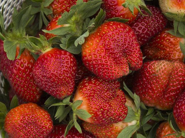Клубника эльсанта — идеальный сорт сладкой ягоды