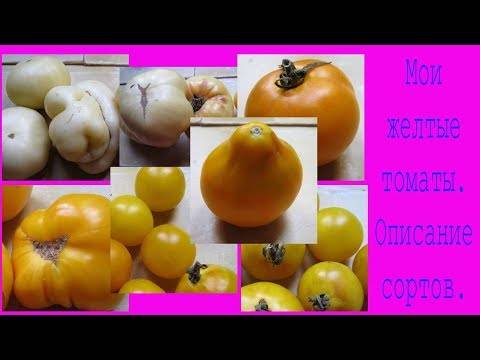 Помидоры-загляденье — описание сорта томата «золотой поток»