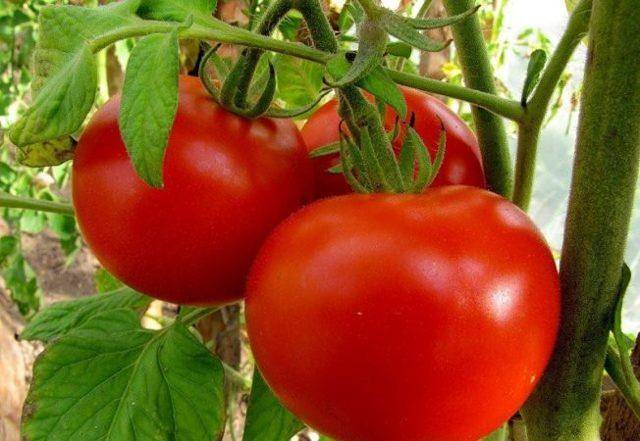 Характеристика, описание и специфика выращивания томат красная гвардия f1
