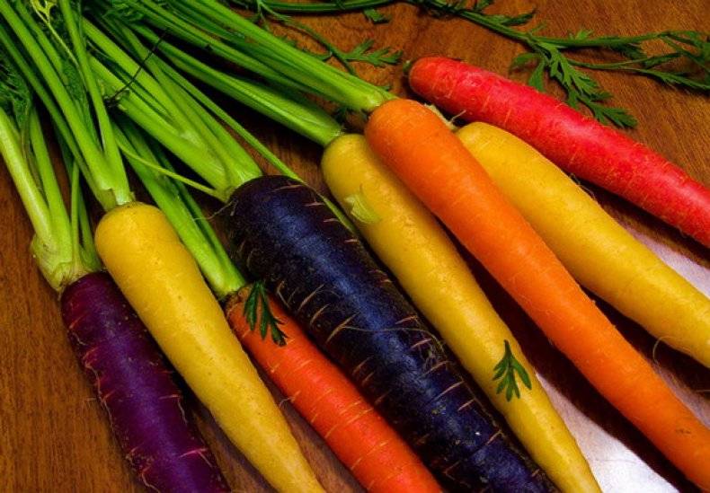 Фиолетовая морковь: описание сортов