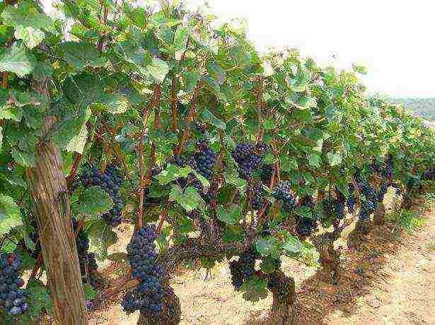 Выращивание винограда в домашних условиях