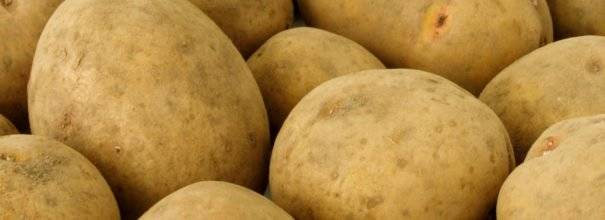 Картофель ласунок: описание и характеристика сорта, урожайность с фото