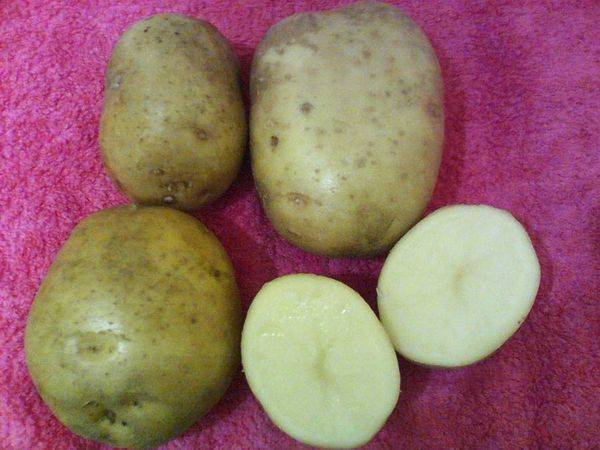Выращивание картофеля сорта каратоп