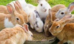 Давать ли свежий и иной укроп кроликам и другим животным? кого можно им кормить и как это делать правильно?