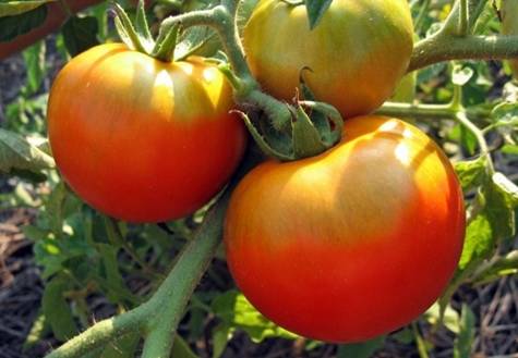 Сорт томата настенька: фото и описание