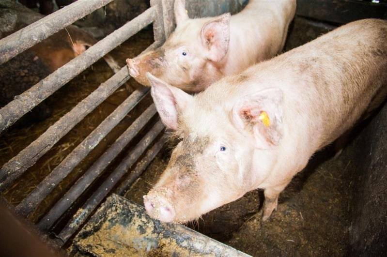 Как приготовить питательный и полезный корм для свиней?