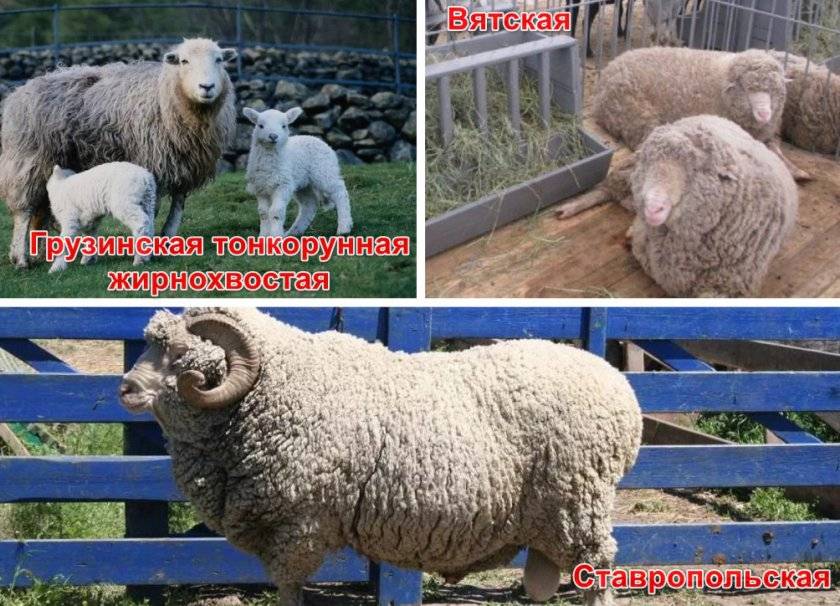 Описание породы тонкорунных овец