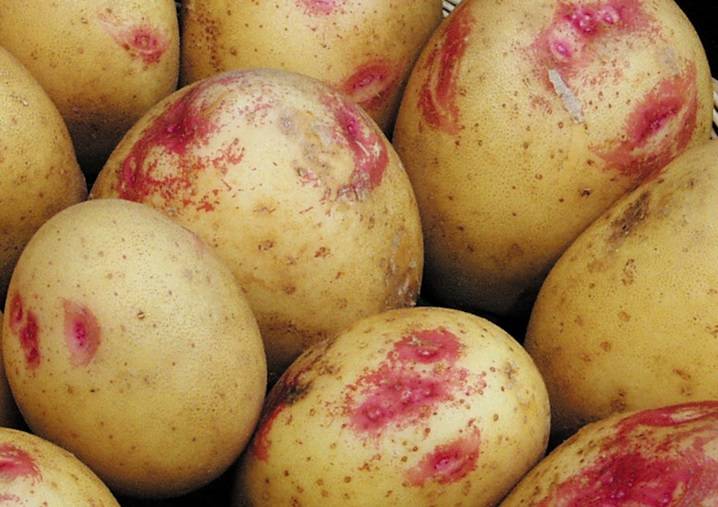 Оригинальный картофель сорта киви: происхождение и правила выращивания
