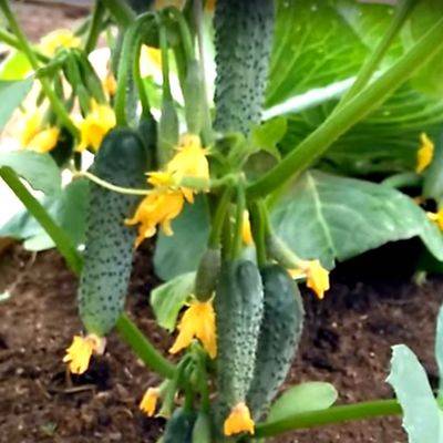 «драгоценный» овощ на ваших грядках: огурец изумрудная россыпь f1