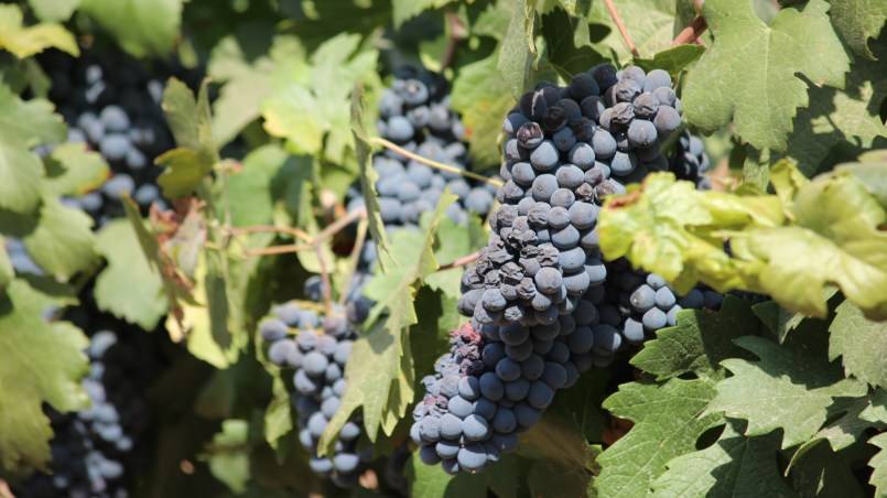 Вино из винограда в домашних условиях 6 рецептов получить прекрасный напиток