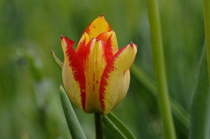 Чёрные тюльпаны: виды, посадка и уход