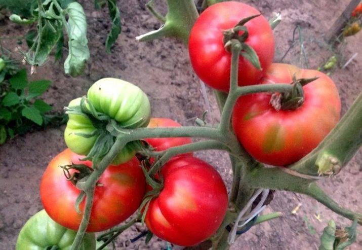 Крупный томат воловье сердце: характеристика и описание сорта