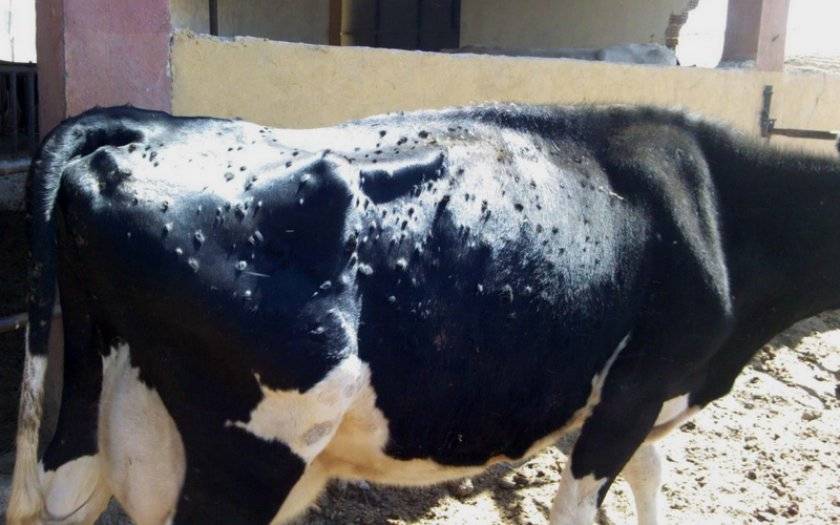 Особенности дерматита у коровы