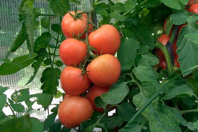 Устойчивый и ранний томат катя. характеристики гибрида и агротехника
