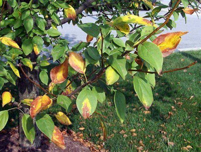 Почему скручиваются листья яблони?