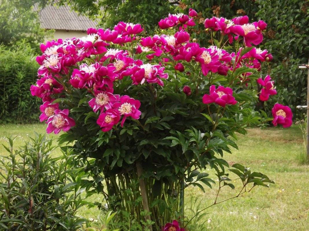 Лучшие сорта ито-гибридов пионов — красота пионов для вашего сада
