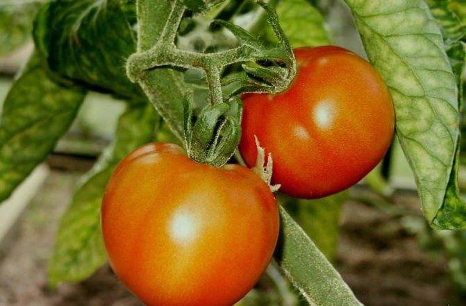 Описание томата северная малютка, его выращивание, отзывы огородников