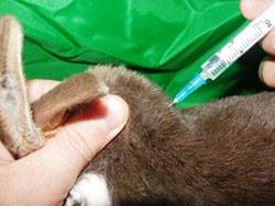 Когда и какие прививки делать кроликам, можно ли прививать в домашних условиях?