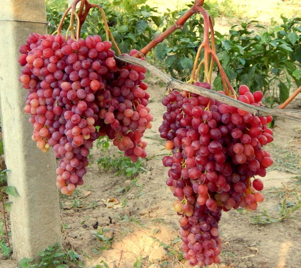 Виноград «красотка»