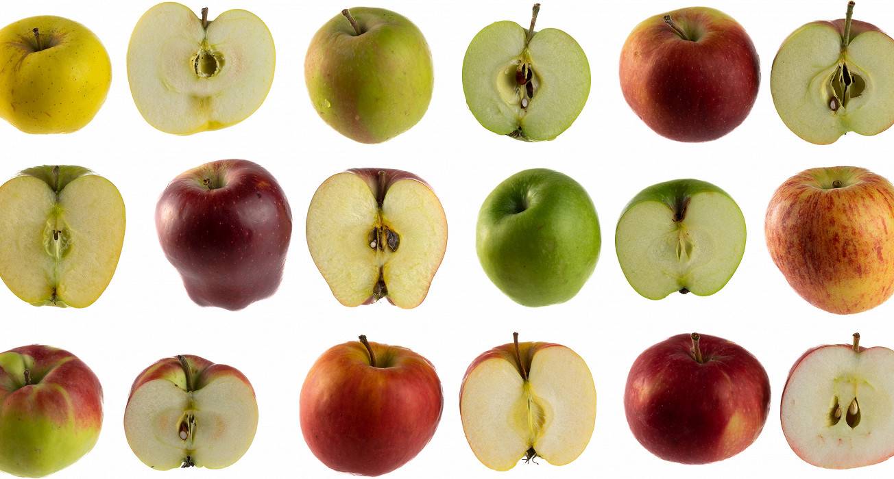 Характеристика сорта яблони айдаред