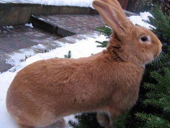 Венский голубой – интересный обзор породы кроликов