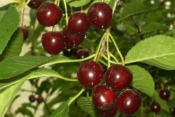 Сорта вишни — лучшие сорта для средней полосы россии, описание и особенности выращивания в саду (90 фото)