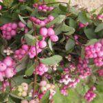 Правила посадки и размножения снежноягодника розового, секреты ухода