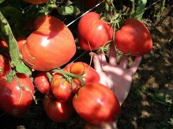 Сорт помидора «сибирское чудо»: фото, видео, отзывы, описание, характеристика, урожайность