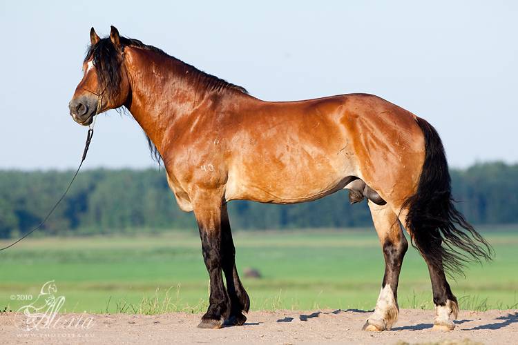 Арденская лошадь: описание породы, фото, характеристика