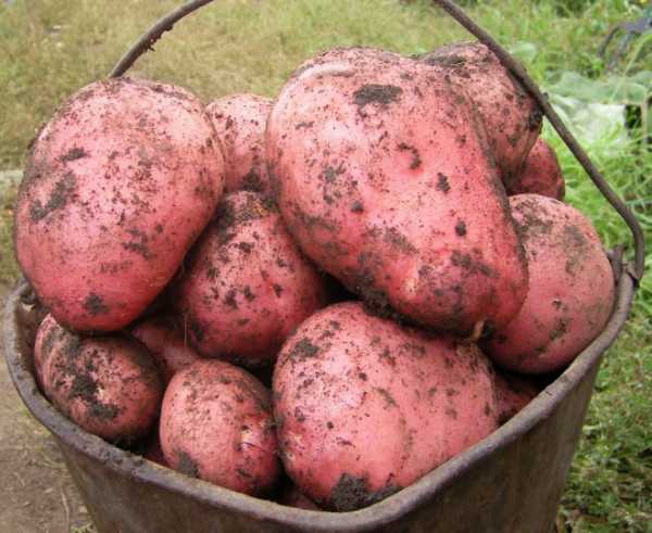 Картошка ред скарлет — оосбенности растения и плодов