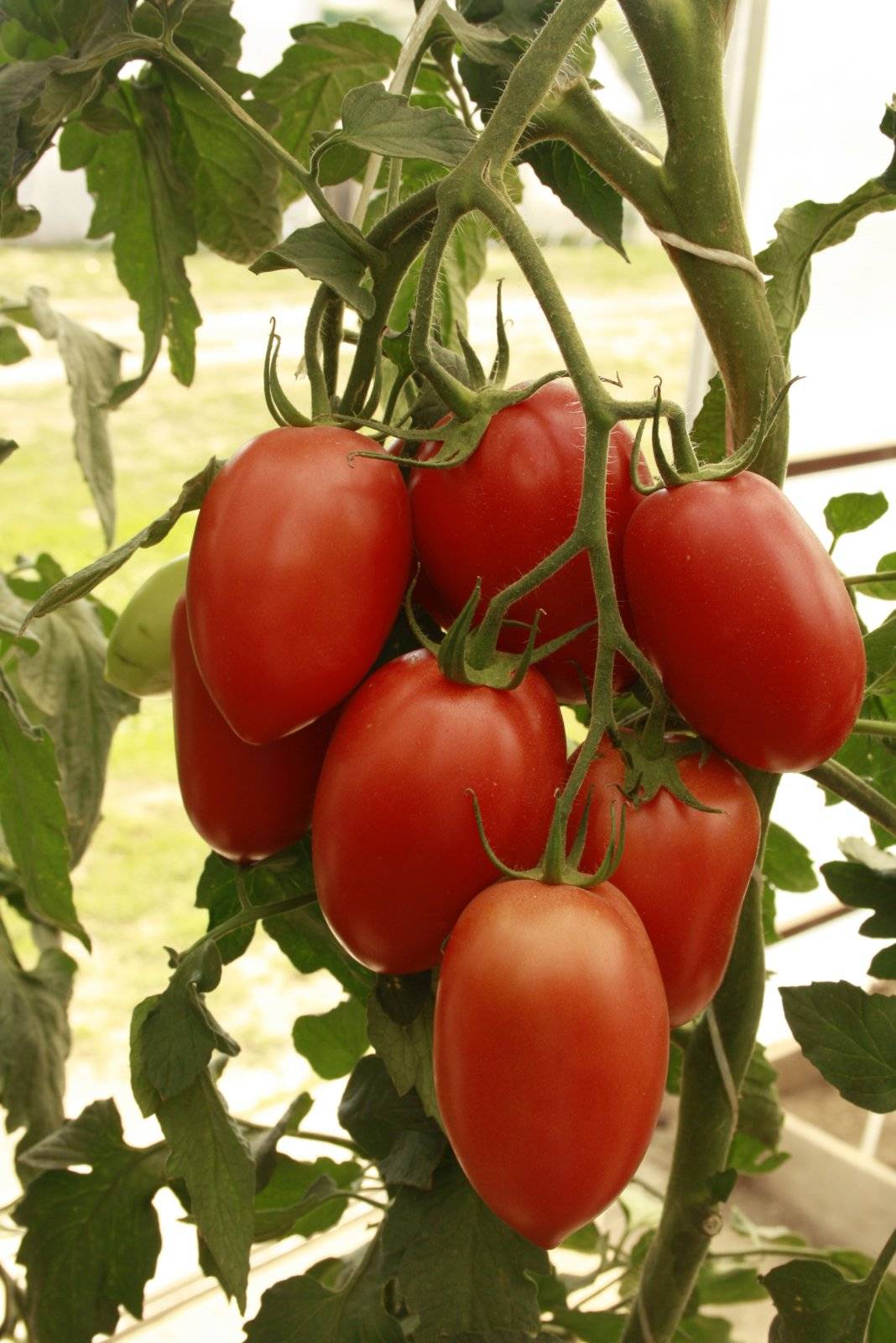 Характеристика и описание сорта томата петр первый, его урожайность