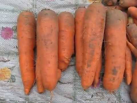 Особенности сорта моркови канада и описание плодов