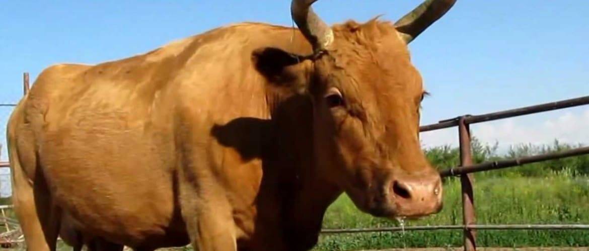 Симптомы и лечение бородавок на вымени у коровы, профилактика