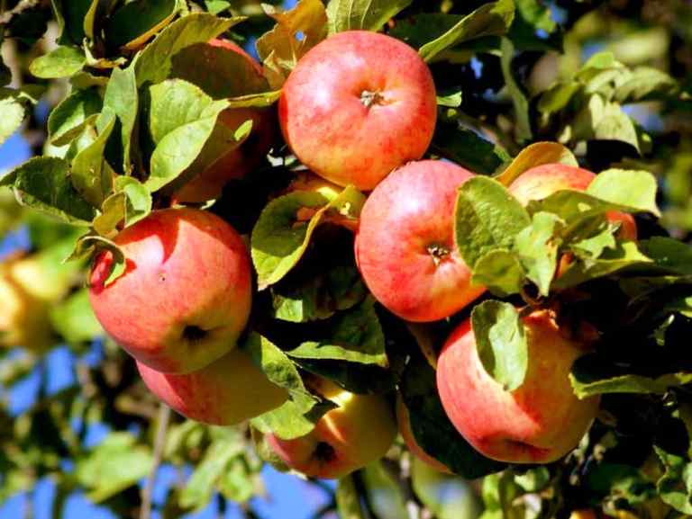 Апорт: сорт яблони с великолепными плодами