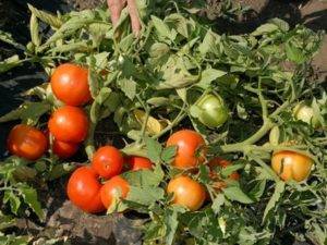 Выращивание томата бобкат: характеристика сорта, описание