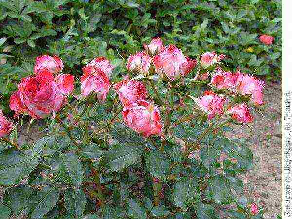Плетистые розы: описание сортов, обрезка и подвязка