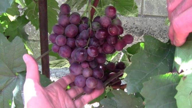 Виноград аркадия: описание сорта, посадка и уход