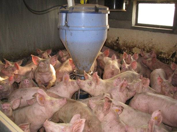 «можно ли кормить свиней пищевыми отходами, т. е. помоями? «