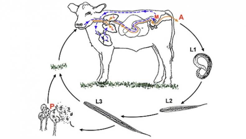 Клостридиозы крупного рогатого скота