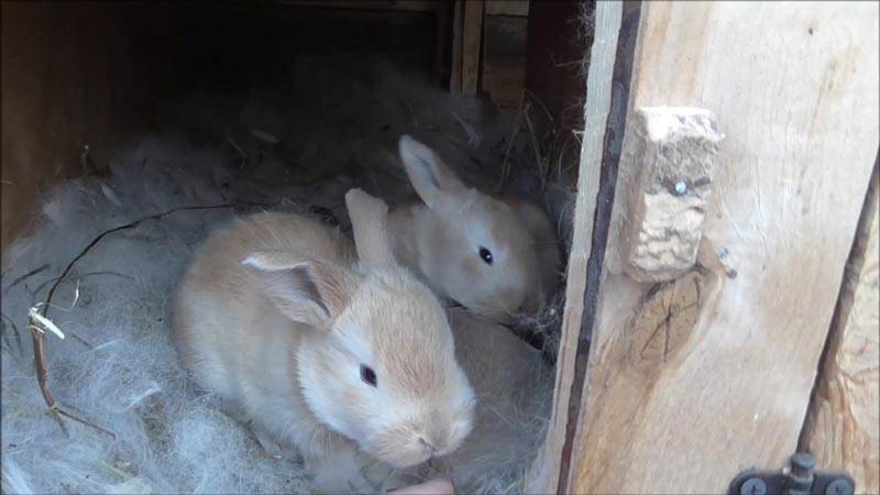 Беременность и роды у кроликов. течение, особенности, проблемы и ошибки заводчиков