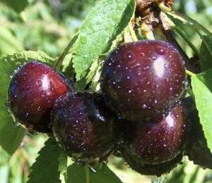 Сорт вишни Сания: описание дерева и плодов, тонкости выращивания и ухода