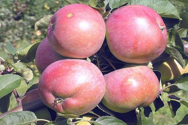 Яблоня голубок алтайский: особенности сорта и ухода