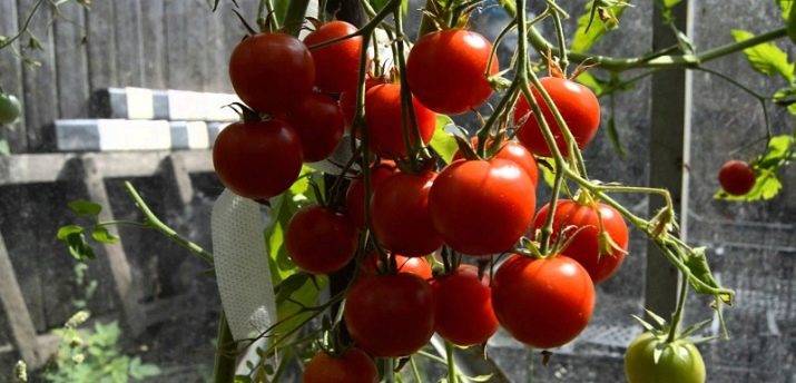 Описание сорта томатов аргонавт и его характеристики